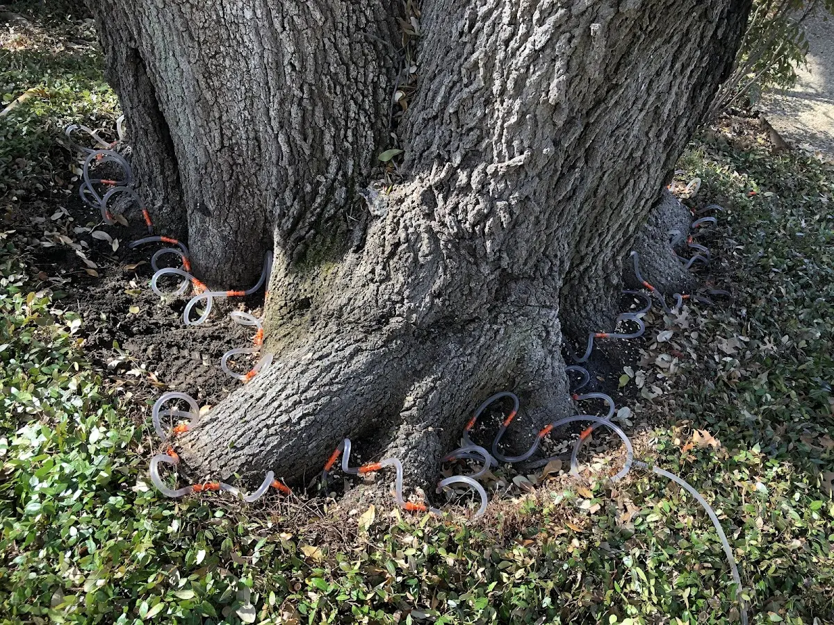Detailed Tree Cabling and Bracing job site in Saltese