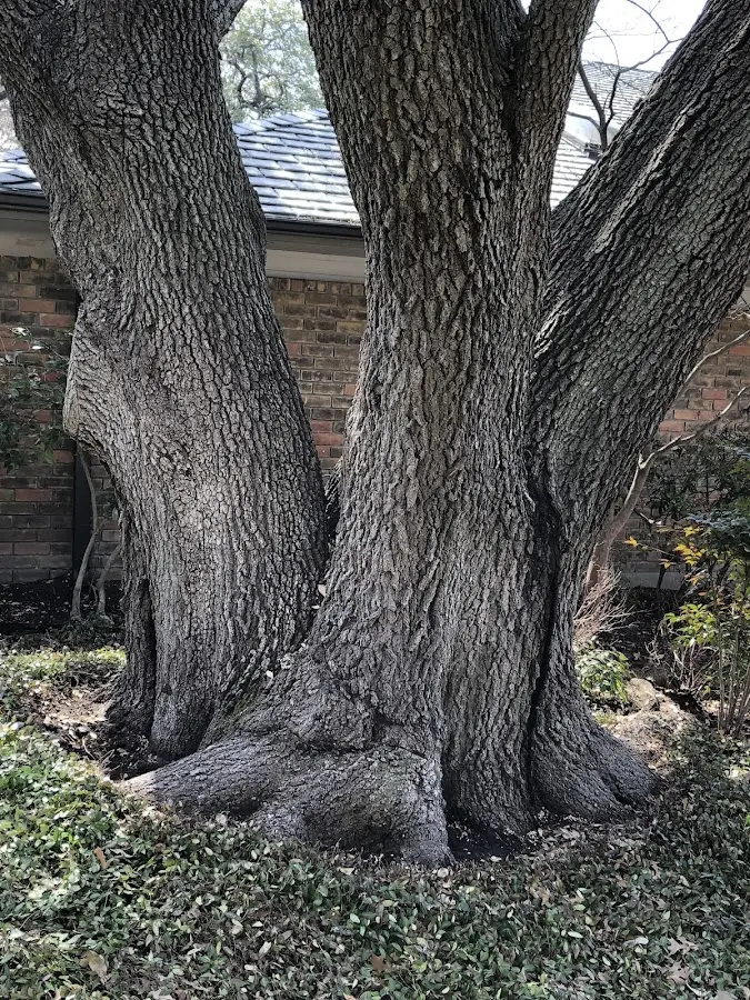Mature heritage tree close to a Saltese property cared for by certified arborists